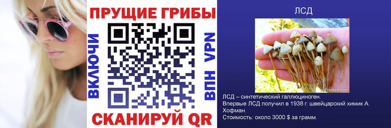 Купить где  Канск  Галлюциногенные грибы Psilocybine cubensis 
